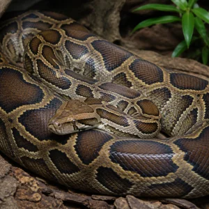 What Is Python